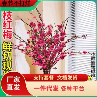 红梅水培植物干枝雪柳水养鲜花卉梅花鲜枝珍珠李室内客厅