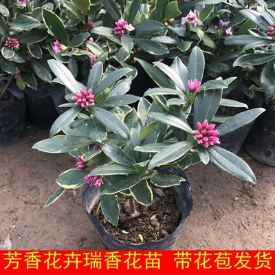 瑞香盆栽大苗盆景带花香味 金边瑞香花卉植物室内客厅大耐寒越冬