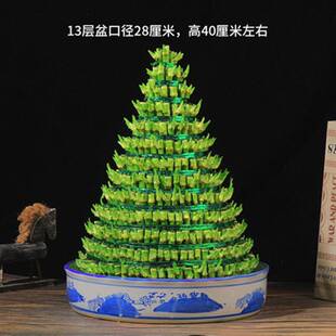 竹塔富贵竹盆栽节节高办公室内水培竹子水养植物步步高转运竹【7