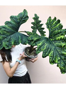 杰克琳海芋杰克林 Alocasia Jacklin观叶原种进口热植 高级感小众