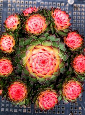 多肉植物 七彩观音莲群生红钻 易爆盆栽好发货稀少品种防辐射花卉
