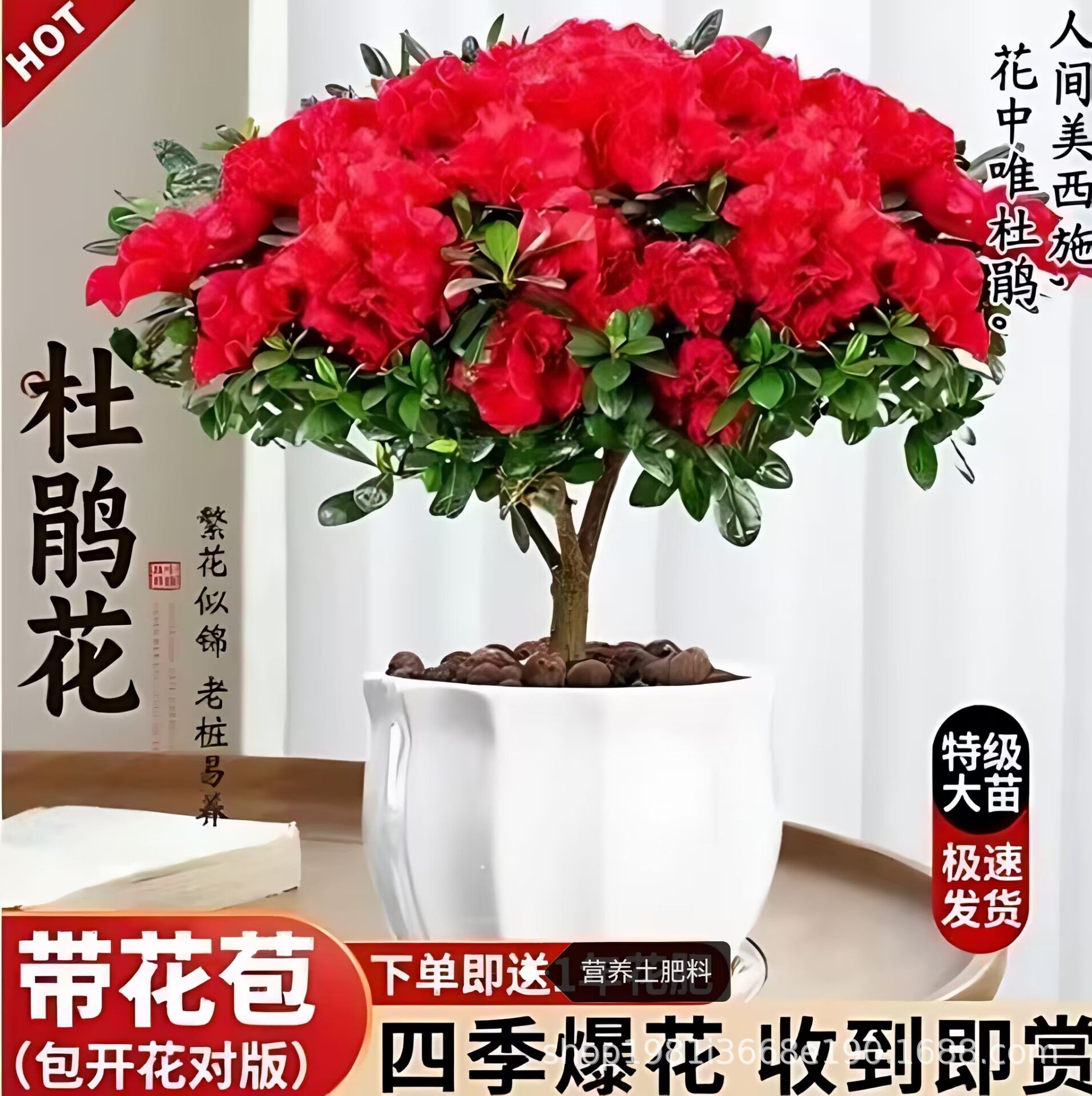 杜鹃花老桩大苗带花苞盆栽室内外四季开花好养活耐寒年宵花卉绿植