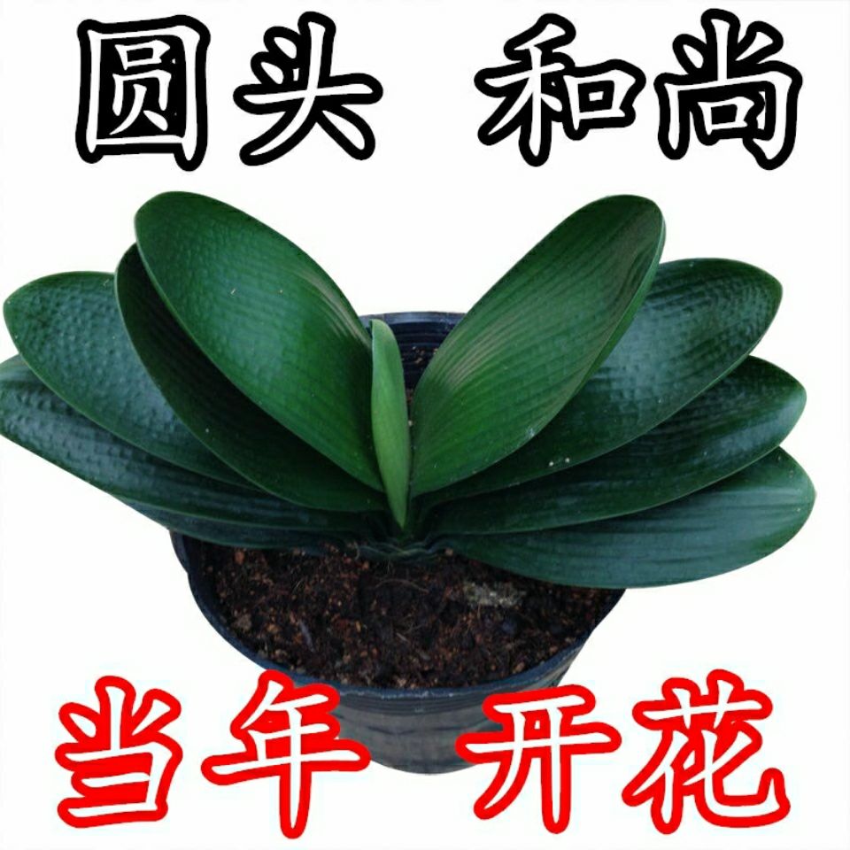 【包成活当年开花】君子兰盆栽绿植花卉南非圆头宽叶和尚头君子兰