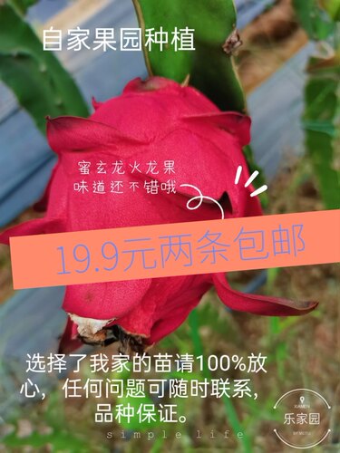 火龙果红皮红肉自受花粉