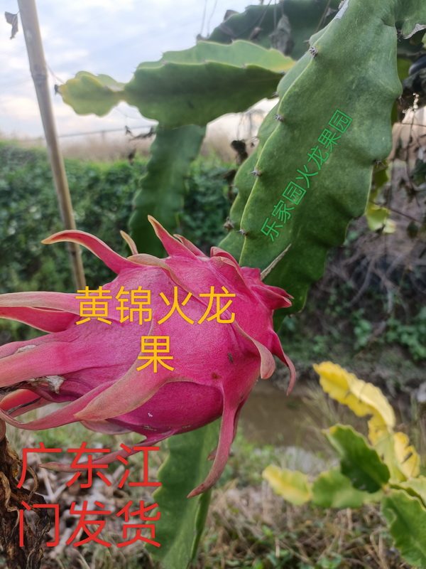 新品原枝黄锦火龙树苗红皮白肉阳