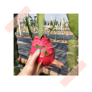 火龙果新款常绿盆无刺树苗有根苗枝条 红皮红肉 甜度高自花受粉
