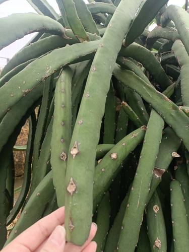 黑龙火龙果枝条现剪现发多肉植物 嫁接砧木懒人植物可用