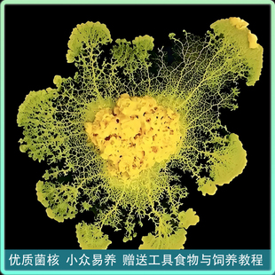 曳尾菌黏菌宠物菌种菌核培养多头绒泡菌小学生儿童实验史莱姆好养