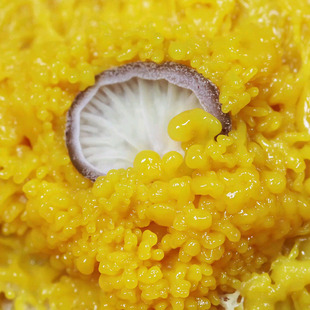 黏菌菌种菌核粘菌史莱姆小之微曳尾刚丝多头绒泡菌宠物小型好养活