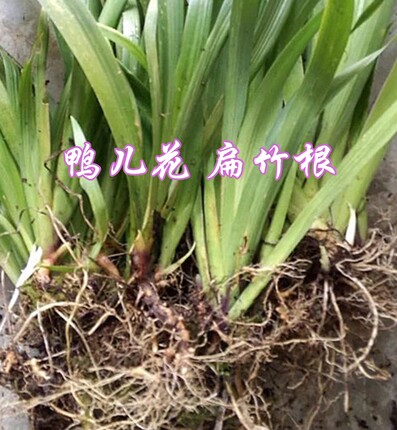 鸭儿花 扁竹根 鸢尾兰中药材 庭院阳台园林绿化盆栽植物 10株包邮