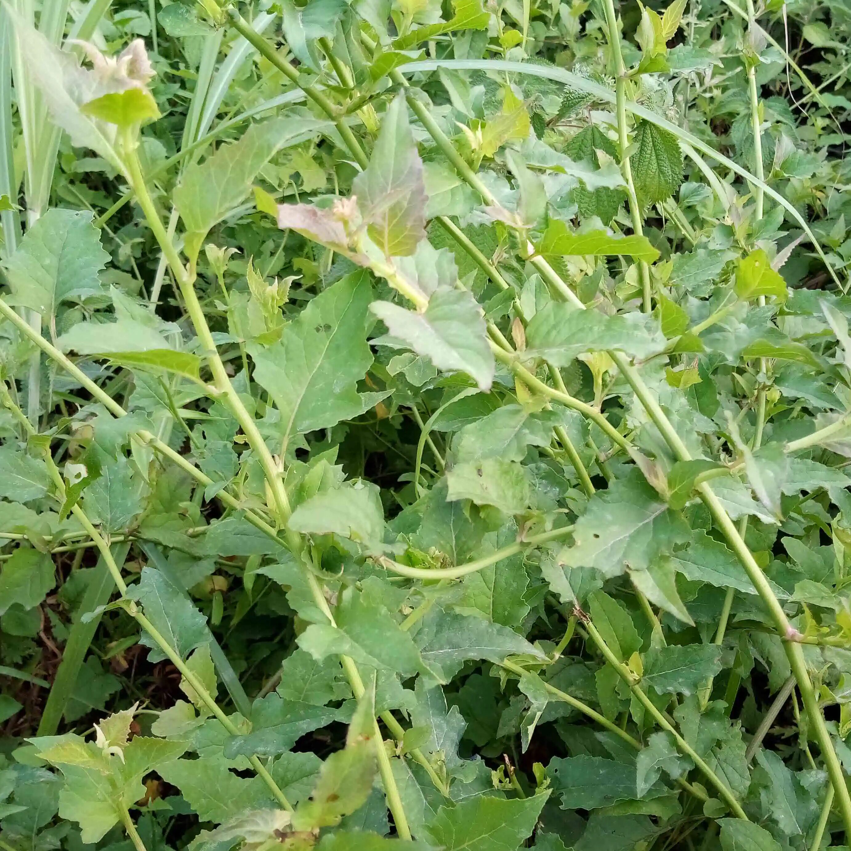 千里光新鲜 九里明 黄花母 800克包邮 现采中药材