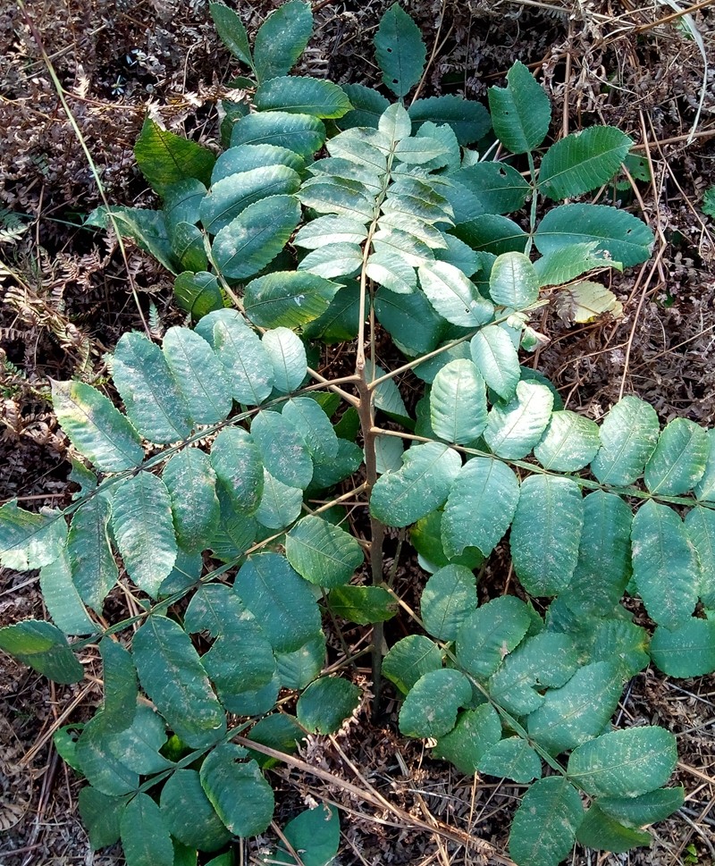 新鲜盐肤木五倍子树散装五倍柴夫烟树盐霜柏重庆大山中药材500g包