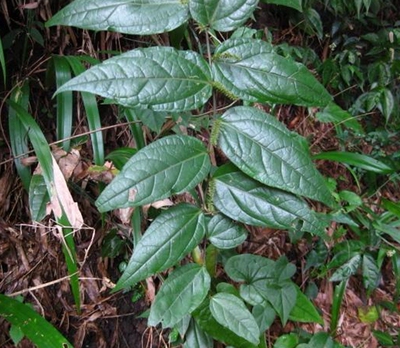 腹水草两头爬仙桥草钓鱼竿