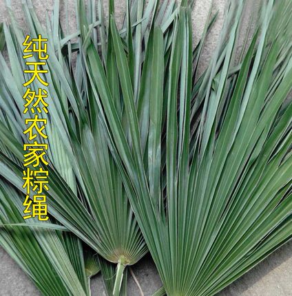 2片装农家新鲜山棕叶子天然粽绳大山现摘发货重庆江津农产品