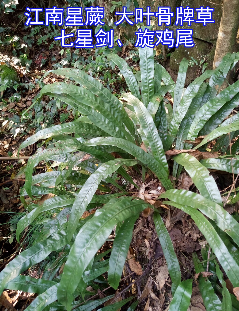 江南星蕨新鲜大叶骨牌草旋鸡尾重庆中药材绿植包邮
