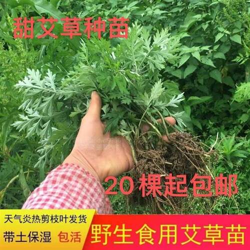小叶艾叶苗盆栽艾草苗盆栽食用艾蒿苗盆栽地栽药用大叶艾草可驱蚊