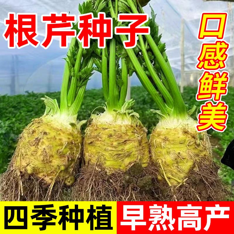根芹种子芹菜种籽地中海根芹菜苗蔬菜种孑阳台春季四季播种易活