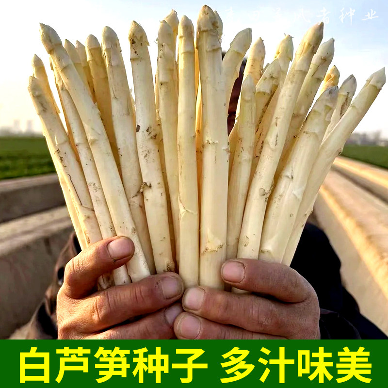 巨无霸白芦笋种子高产抗病抗倒伏家庭园艺种子