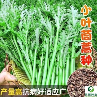 小叶茼蒿种子皇帝菜种籽光杆蒿子秆四季播阳台盆栽庭院蔬菜种子