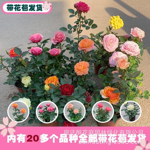 月季花特大花卉多头小盆栽玫瑰果汁阳台蔷薇花苗爬藤植物四季开花