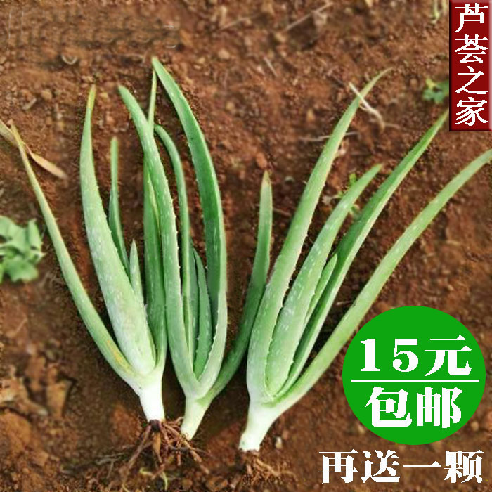 美国库拉索芦荟绿植小苗盆栽净化空气美容食用包邮