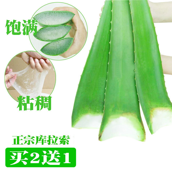 超大美国库拉索芦荟叶片盆栽绿植新老鲜大叶片美容食用粘稠包邮