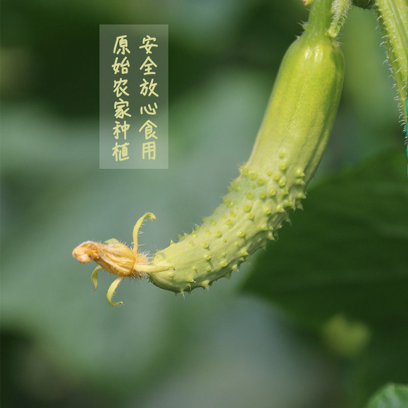 海阳扭腌黄瓜现摘现发白玉黄瓜图片