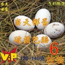 新鲜鹅蛋农家散养生鲜孕妇鹅蛋大真鹅蛋正宗鹅蛋非双黄蛋鸭蛋冒充