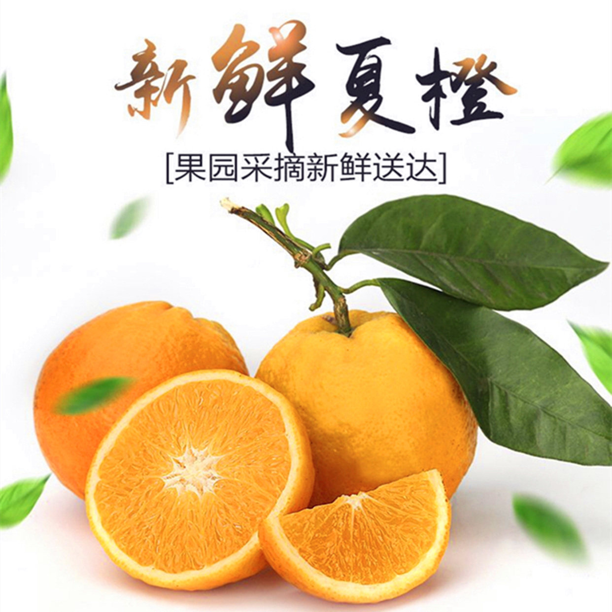 正宗湖南特芷江夏橙新鲜应季水果橙