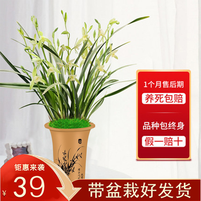 带盆栽好发货建兰浓香素花玉女素青山玉泉花期6到11月份