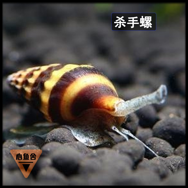 杀手螺活体大黄蜂观赏螺蜜蜂宝塔螺草缸除杂螺专吃蜗牛螺宠物螺