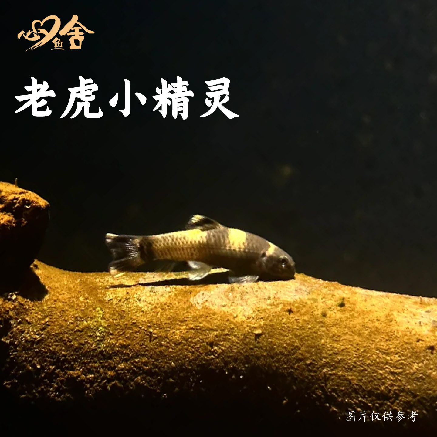 热带鱼除藻工具鱼耐养