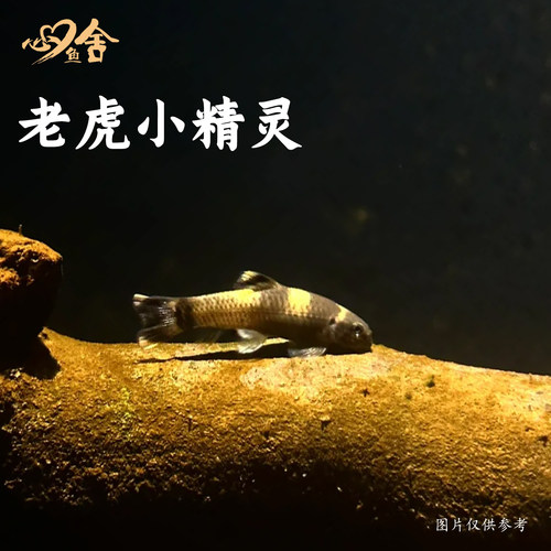 热带鱼除藻工具鱼耐养
