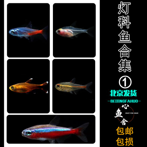 红绿灯鱼宝莲灯鱼小型热带鱼玻璃灯科鱼合集活群游鱼钻石灯红灯管 - 封面