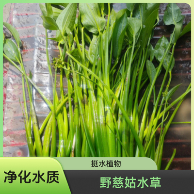 养虾养殖神草野慈菇挺水植物野慈菇水培茨菰水草沼泽过滤净化水质