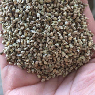小米草稗草养殖水草虾蟹耐高温湖南稗子种水草喂鱼草种净化水质