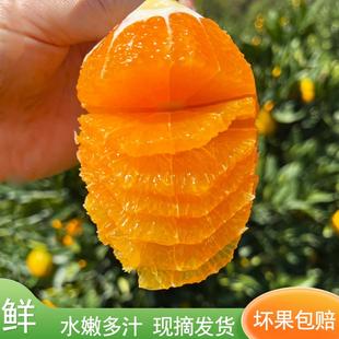 湖北秭归九月红果冻橙爆汁鲜甜不催熟不打蜡现摘现发正宗好吃