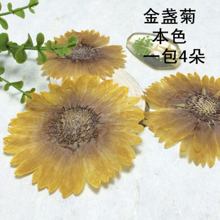 黄金盏滴胶干花diy手工押花天然真花植物教学干花标本 金盏菊