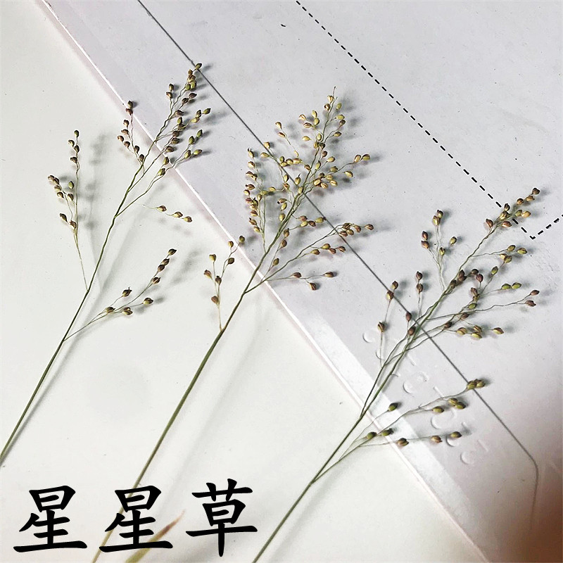 星星草押花画客厅家居装饰天然压花diy亲子手工香薰蜡烛干花真花