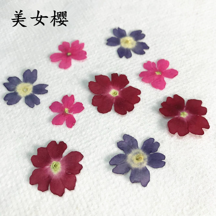 美女樱 diy滴胶干花手机壳押花植物标本真花压花美人樱-封面