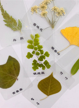 树叶干花植物标本书签幼儿园教学