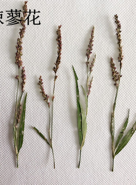 辣蓼花 diy手工制作植物标本押花贺卡书签压花画框干花蜡烛花材
