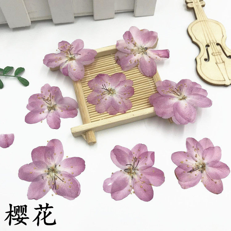 樱花diy手工干花押花贺卡