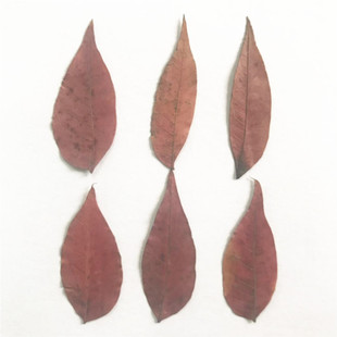 黄栌木叶 天然干树叶幼儿园学生手工贴画干花diy滴胶手机壳压花