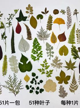 秋天树叶标本幼儿园儿童手工diy材料干花贴画银杏叶落叶干叶子