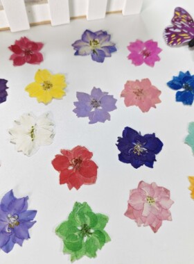 飞燕花千鸟花植物标本diy干花
