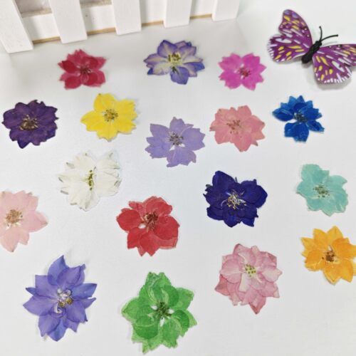 飞燕花千鸟花植物标本diy干花