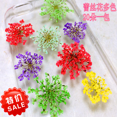 雪珠花 蕾丝花 星星花脸妆押花花材标本DIY手工花材滴胶美甲干花 家居饰品 干花/花瓣/干花包/干树枝 原图主图