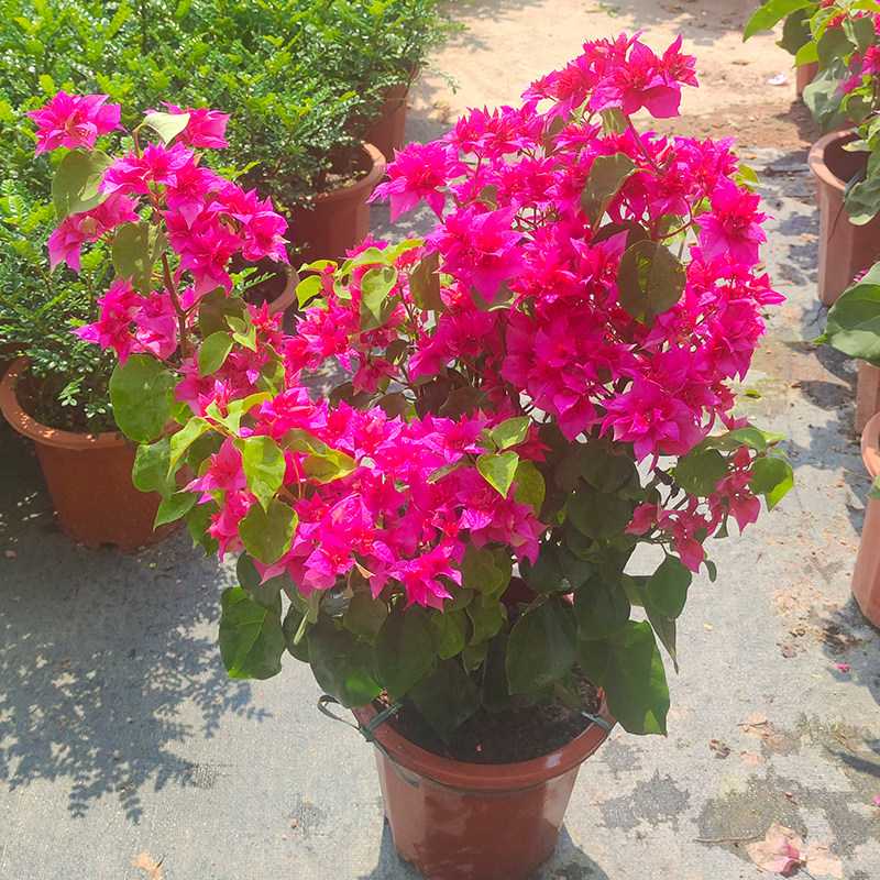 红花三角梅盆栽四季绿樱云南紫重瓣大花带土老桩花卉爬藤庭院植物