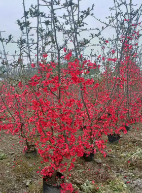 贴梗海棠大红花苗庭院围墙植物绿篱篱笆墙盆景盆栽基地直销